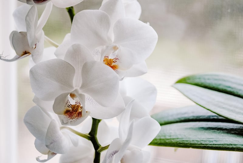 Indoor Plant Decor